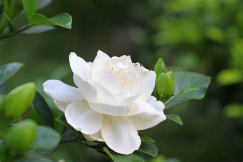 梔子花禁忌|栀子花的风水作用禁忌